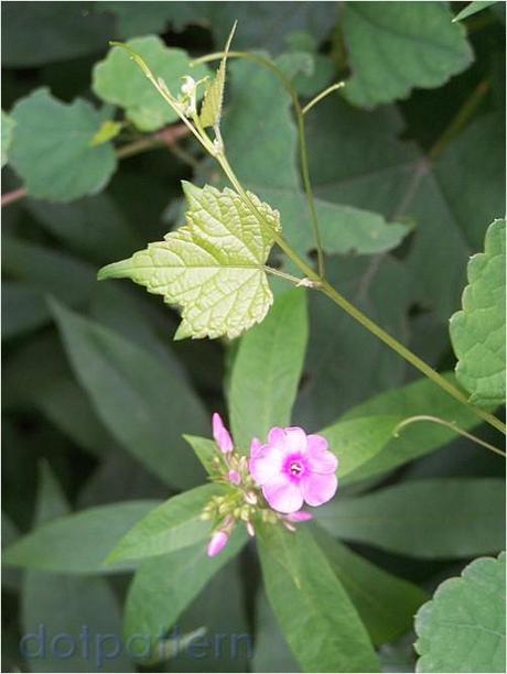 Simple flower and leaf