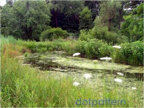 Wetlands of the Snug Harbor Botanical Gardens