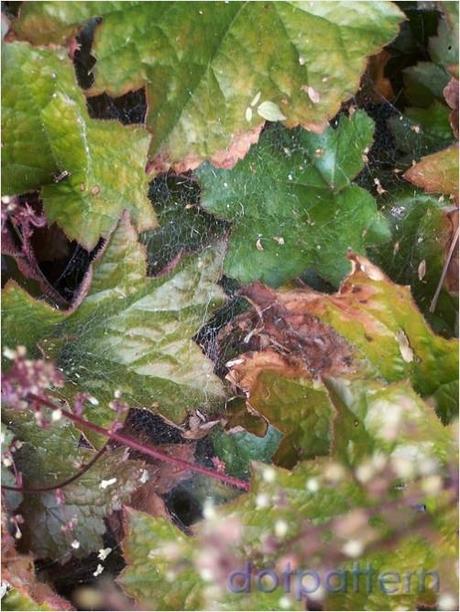 Alum Root spiders web