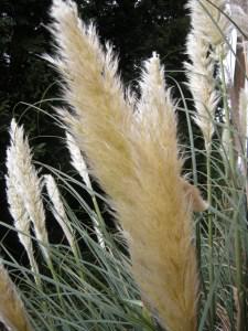 Cortaderia selloana flower (08/09/2011, Cambridge)