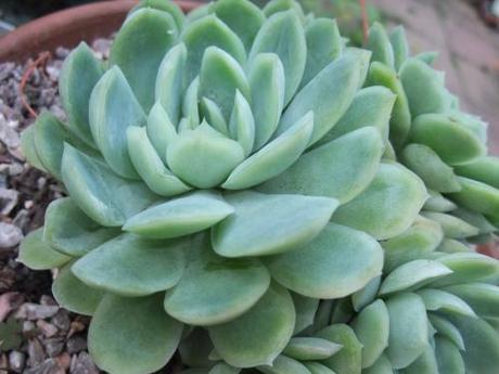 Echeveria elegans