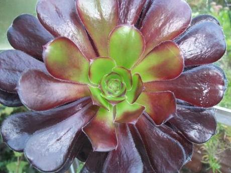 Aeonium schwarzkopf