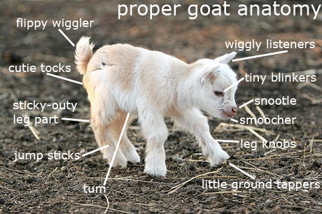 whovian-all-over:

princessofworms:

im a scientist and very important to know goat part

snootle

This all also applies to my 18 month old son. 