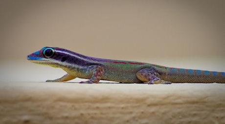 The Amazing Gecko: 20 Interesting Facts About The World's Most Species-Rich Lizard
