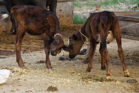 Baby cows in India - calves