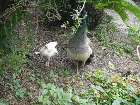 Peacocks have white little babies