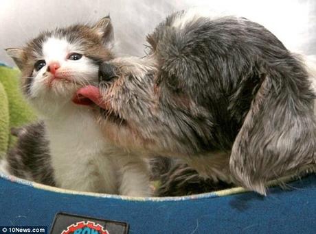 Ruff start: Goldie the shih-tzu and Kate the kitten were both discovered in a ravine in south Carolina in May 