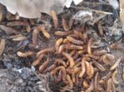 Termites Swarming Phoenix,
