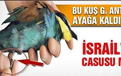 Turks Arrest Israeli Renegade Spy-Bird