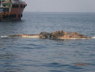 Large, Strange Sea Creature Found In Persian Gulf - What Is It? (Video and Photos)