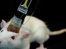Scientists Plant False Memory Mouse Mind