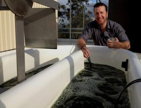 Dr Evan Stephens at an algae pond at the Solar Biofuels Research Centre. (Credit: University of Queensland)