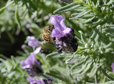 My friends the bees are in serious trouble, folks