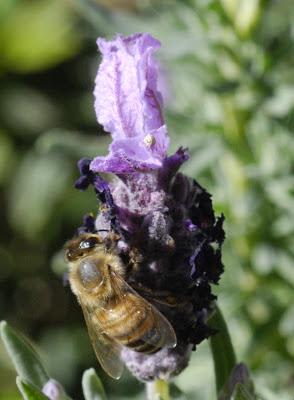 My friends the bees are in serious trouble, folks