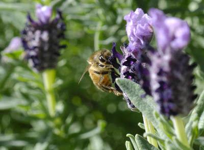 My friends the bees are in serious trouble, folks