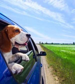 road trip with your dog