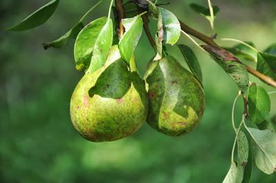 In the Late July Garden