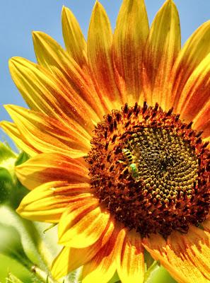 In the Late July Garden