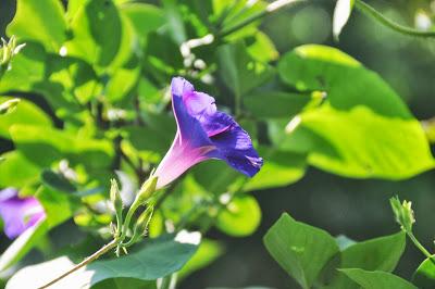 In the Late July Garden