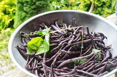 In the Late July Garden