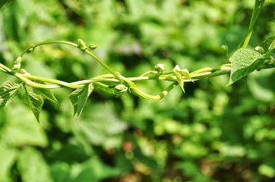 In the Late July Garden