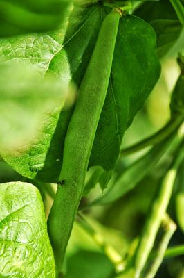 In the Late July Garden
