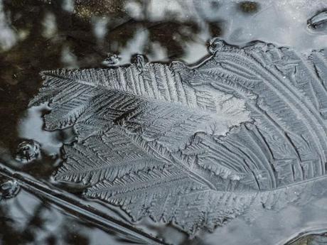 leaf imprint in ice