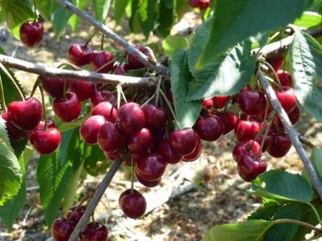 ripe cherries growing on a tree