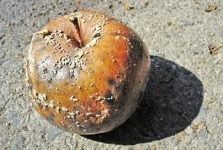 rotten apple