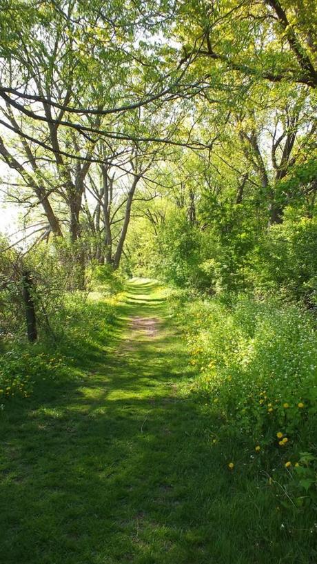 Afternoon sunshine - Cool Hollow Trail - Second Marsh - Oshawa - Ontario