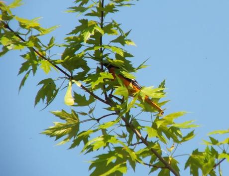 Baltimore Oriole male hiding in maple tree - Second Marsh - Oshawa - Ontario