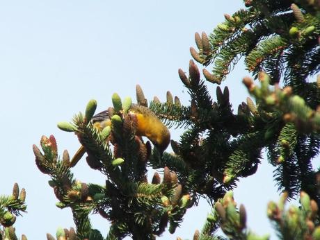 Baltimore Oriole female eating in spruce tree - Second Marsh - Oshawa - Ontario