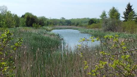 Wetland - Flank Trail - Second Marsh - Oshawa - Ontario