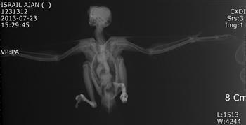 bird cleared of spying for Israel in Turkey