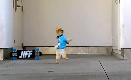 VIRAL VIDEO: Pom Pom DOG “RUNS” Wild on the Streets!