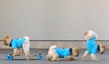VIRAL VIDEO: Pom Pom DOG “RUNS” Wild on the Streets!