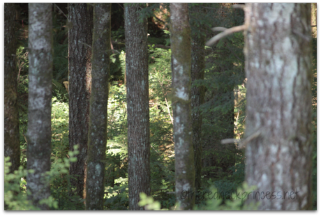 through the trees