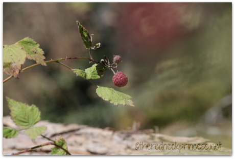 wildberry