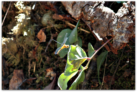 dragonfly