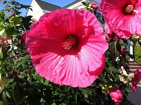 Flowers-the-Size-of-Dinner-Plates