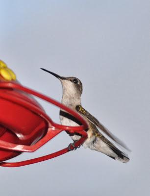 More  Hummingbirds and a Video
