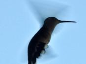 More Hummingbirds Video
