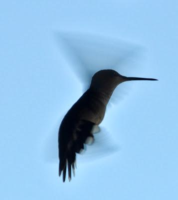 More  Hummingbirds and a Video