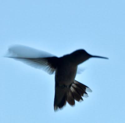 More  Hummingbirds and a Video