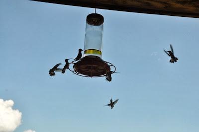 More  Hummingbirds and a Video