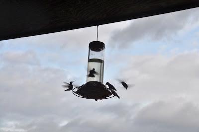 More  Hummingbirds and a Video