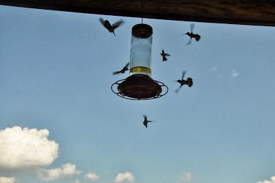 More  Hummingbirds and a Video