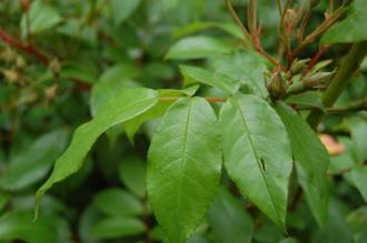 Rosa mulliganii Leaf (23/06/2013, Kew Gardens, London)