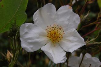 Rosa mulliganii Flower (23/06/2013, Kew Gardens, London)