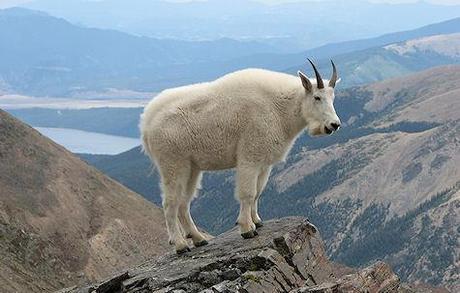 The Incredible Climbing Mountain Goats